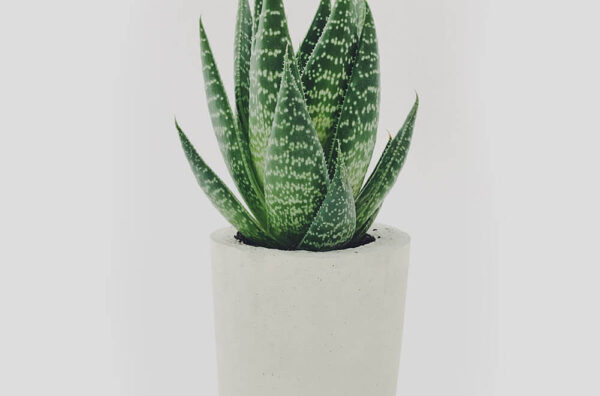 Product - 10