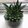 Product - 10 – Image 4